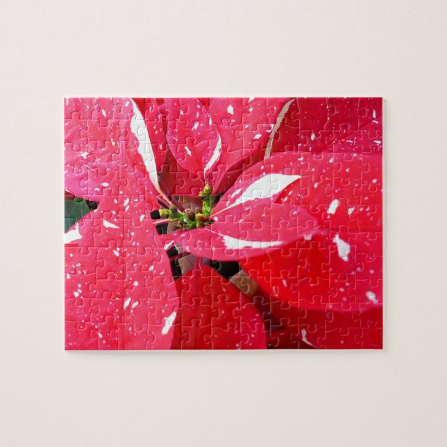 Shimmer Star Überraschung Poinsettia Holiday Flora (Horizontal)