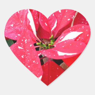 Shimmer Star Überraschung Poinsettia Holiday Flora Herz-Aufkleber