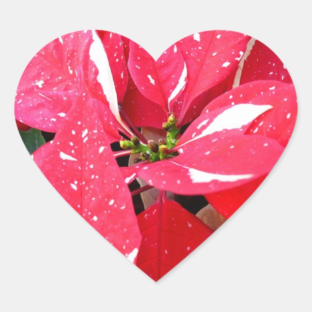 Shimmer Star Überraschung Poinsettia Holiday Flora Herz-Aufkleber (Vorderseite)