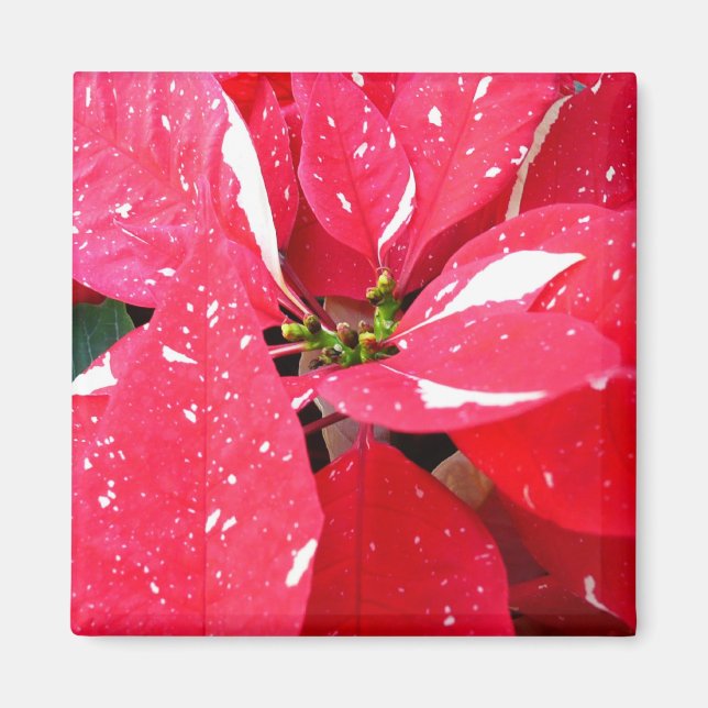 Shimmer Star Überraschung Poinsettia Holiday Flora Magnet (Vorne)