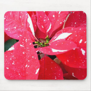 Shimmer Star Überraschung Poinsettia Holiday Flora Mousepad