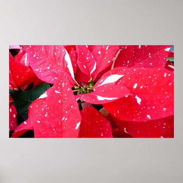 Shimmer Star Überraschung Poinsettia Holiday Flora Poster (Vorne)