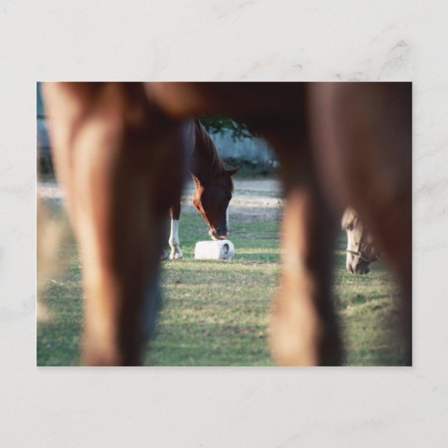 Shine on Lady Lynx Postkarte (Vorderseite)