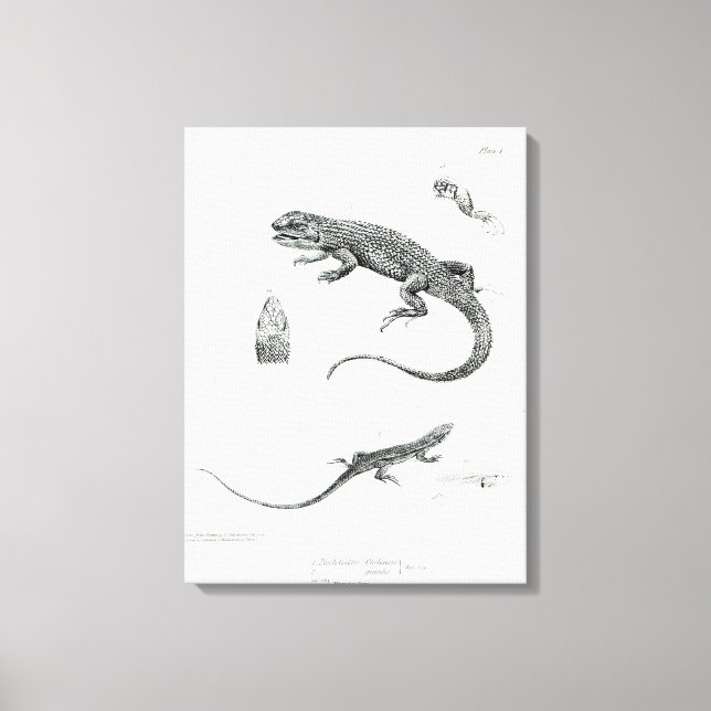 Shingled Iguana Leinwanddruck (Vorderseite)