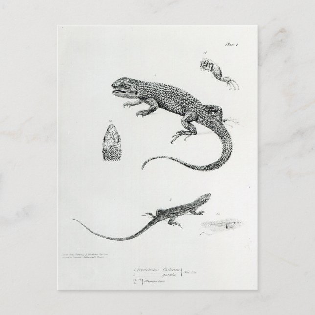 Shingled Iguana Postkarte (Vorderseite)