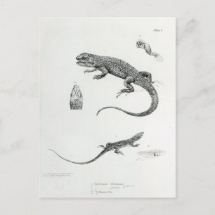 Shingled Iguana Postkarte