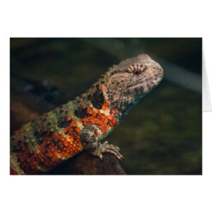 Shinisaurus crocodilurus