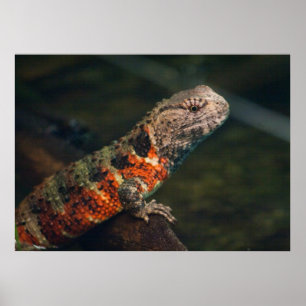 Shinisaurus crocodilurus poster