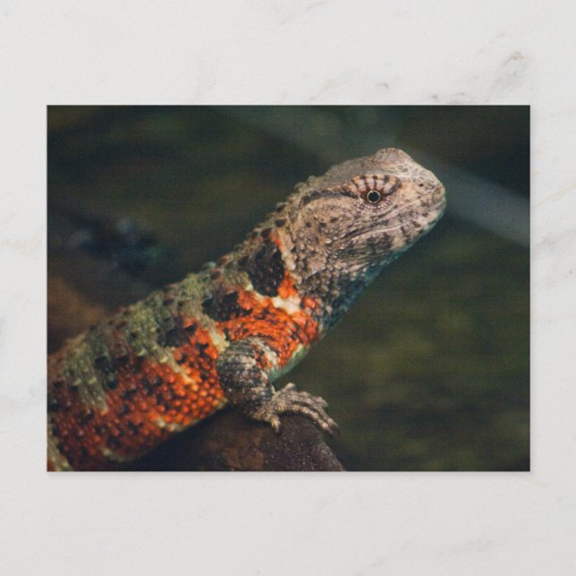 Shinisaurus crocodilurus postkarte (Vorderseite)