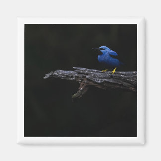Shiny Honeycreeper Magnet