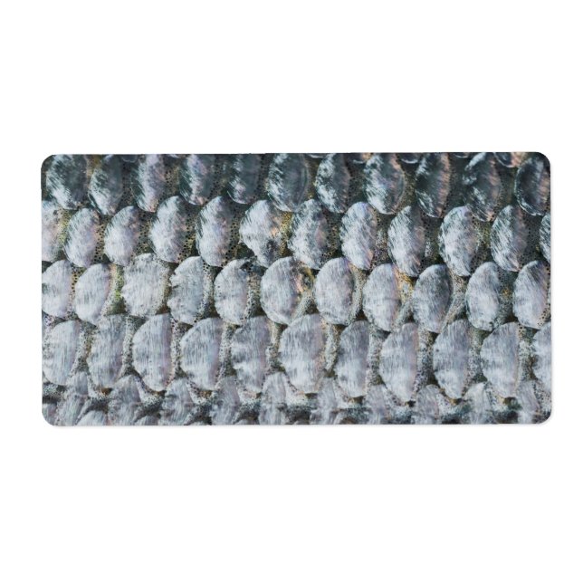Shiny Lmon Scales (Vorne)