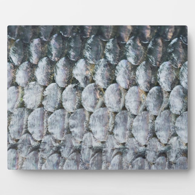 Shiny Lmon Scales Fotoplatte (Vorderseite)