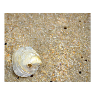 Shiny opal Muschel am Sandstrand nah Fotodruck