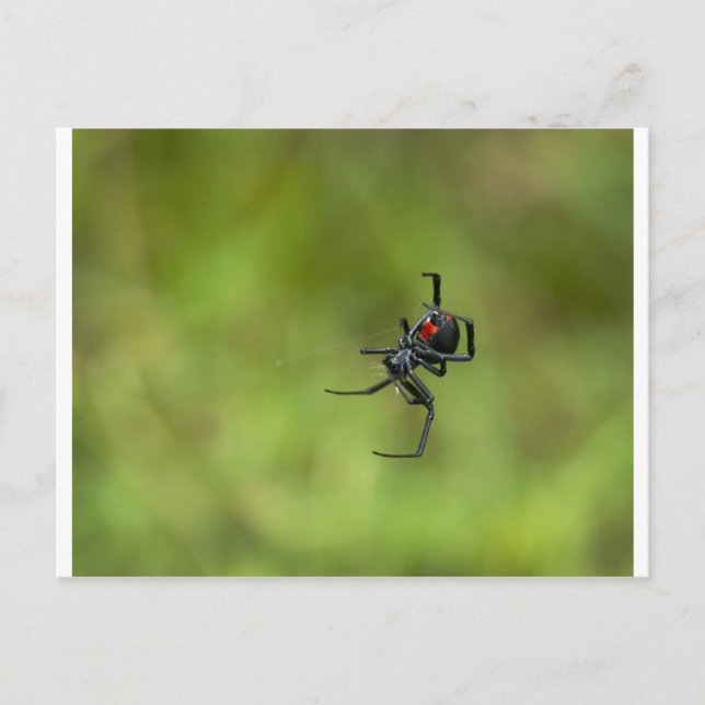 Shiny Red and Black Widow Spider Latrodectus macta Postkarte (Vorderseite)