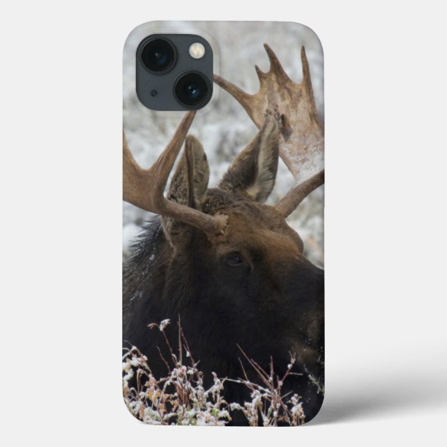 Shiras Bull Moose Case-Mate iPhone Hülle (Rückseite)