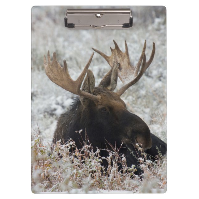 Shiras Bull Moose Klemmbrett (Vorderseite)