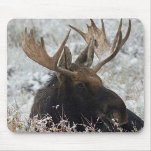Shiras-Elchbulle Mousepad