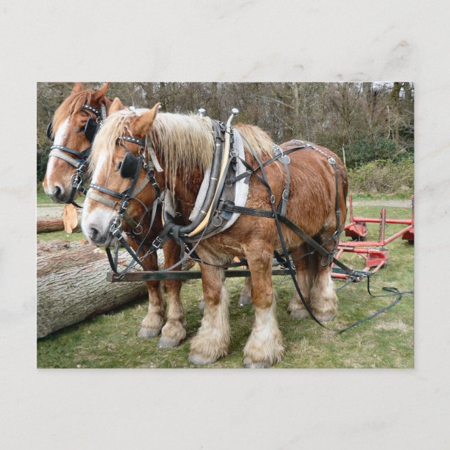 Shire Horses Postkarte (Vorderseite)