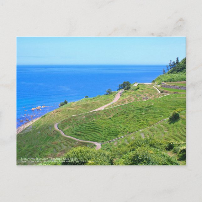 Shiroyone Senmaida Reisfelder: Postkarte (Vorderseite)