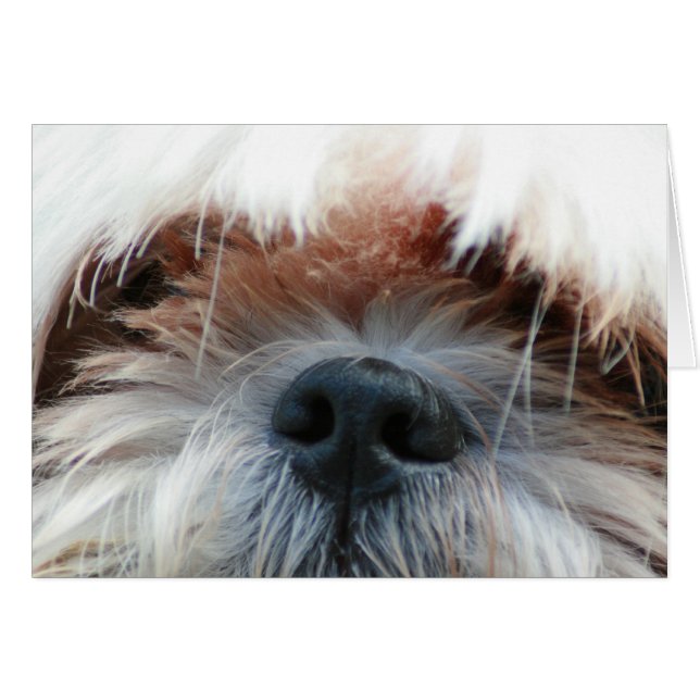 shitzu Hund Welpe niedlich Gesichtsgeschenke (Vorderseite (Horizontal))
