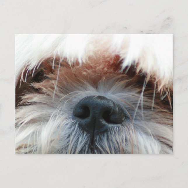shitzu Hund Welpe niedlich Gesichtsgeschenke Postkarte (Vorderseite)