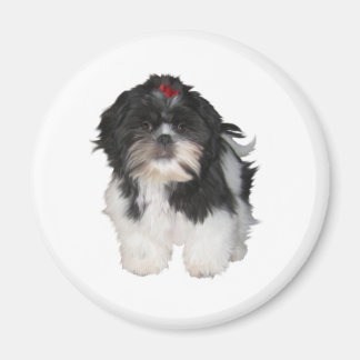 Shitzu Shih Tzu Puppy Hunde Magnet