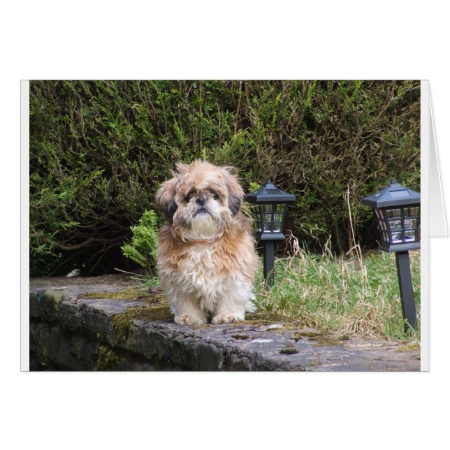 shitzui (Devant horizontal)