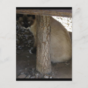 Shiva der Schneeschuh Postkarte