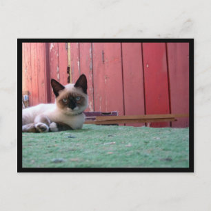 Shiva der Schneeschuh Postkarte