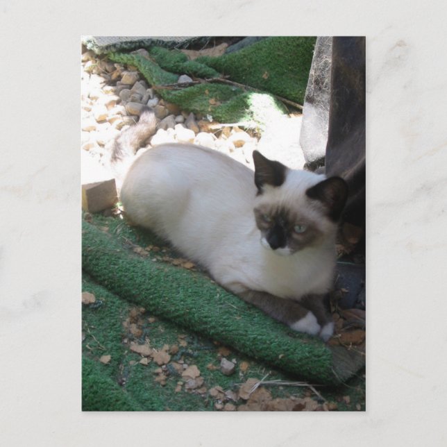 Shiva der Schneeschuh Postkarte (Vorderseite)