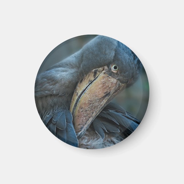 Shoebill Magnet (Vorne)