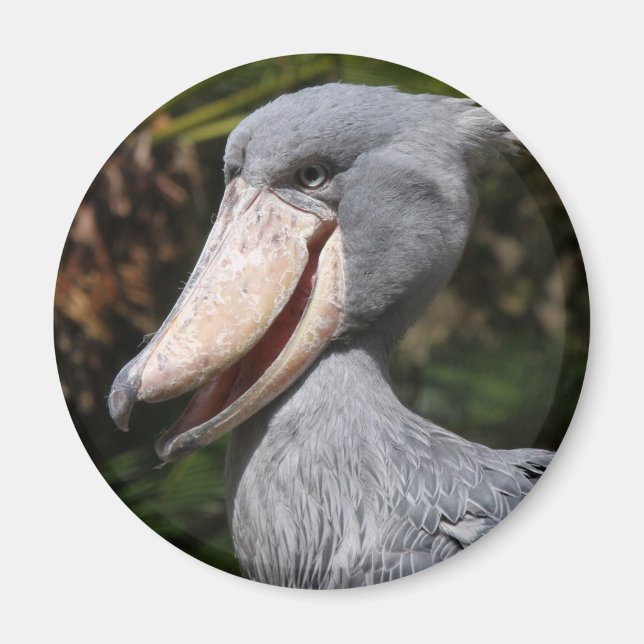Shoebill Magnet (Vorne)
