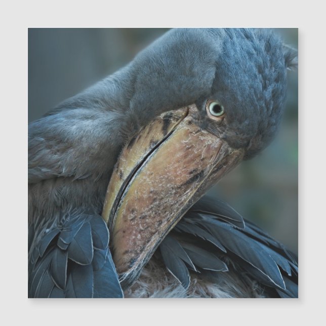 Shoebill Magnetkarte (Vorderseite)