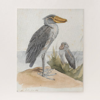 Shoebill Stork 1887 Print Zoological African