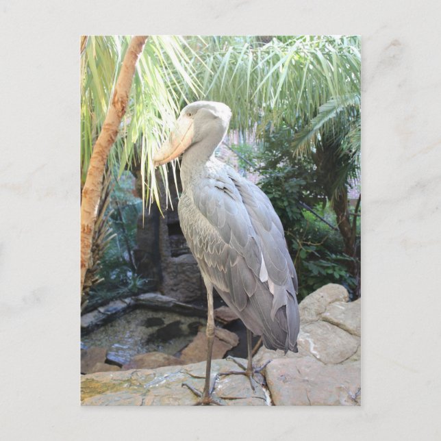 Shoebill Stork Postkarte (Vorderseite)
