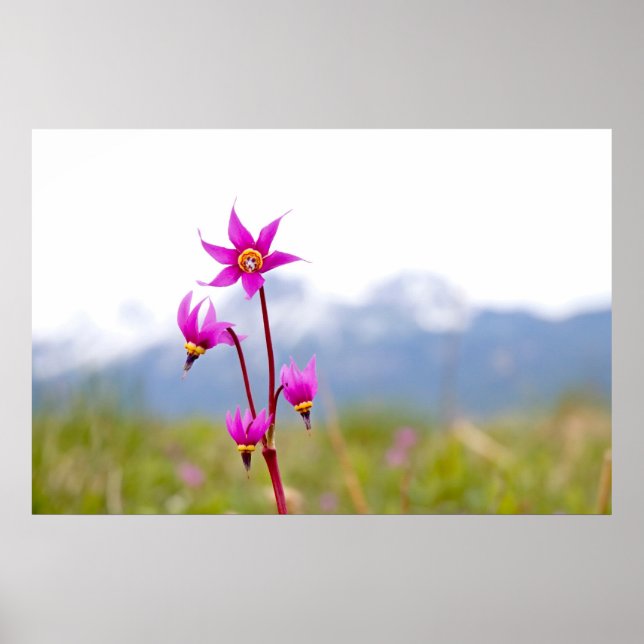 Shooting Star Poster (Vorne)