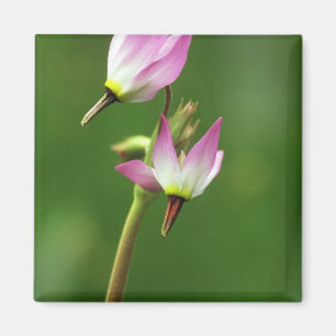Shooting Star Wildblume, Kalifornien, USA Magnet
