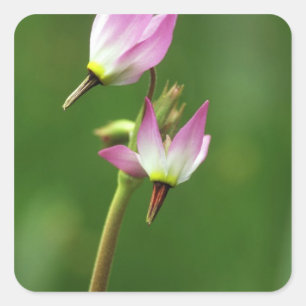 Shooting Star Wildblume, Kalifornien, USA Quadratischer Aufkleber