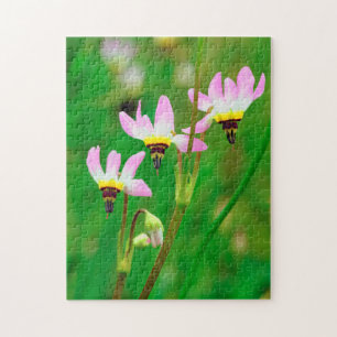 Shooting Star-Wildblumen im Mission Trails Park