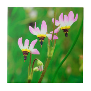 Shooting Star Wildblumen im Mission Trails Park Fliese