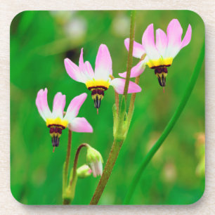 Shooting Star-Wildblumen im Mission Trails Park Getränkeuntersetzer