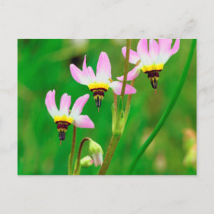 Shooting Star Wildblumen im Mission Trails Park Postkarte