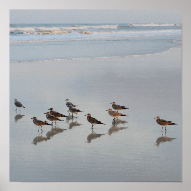 Shore Birds Poster (Vorne)