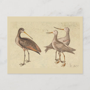 Shore Birds Postkarte