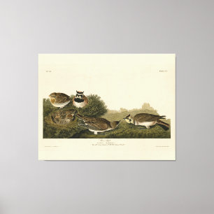 Shore Lark (Horned Lark) Audubon Birds of America Leinwanddruck