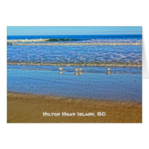 Shorebirds im Surf! Hilton Head Island SC