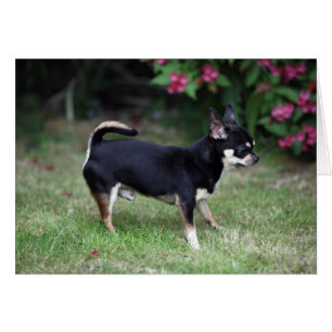 Short Haired Chihuahua Standing