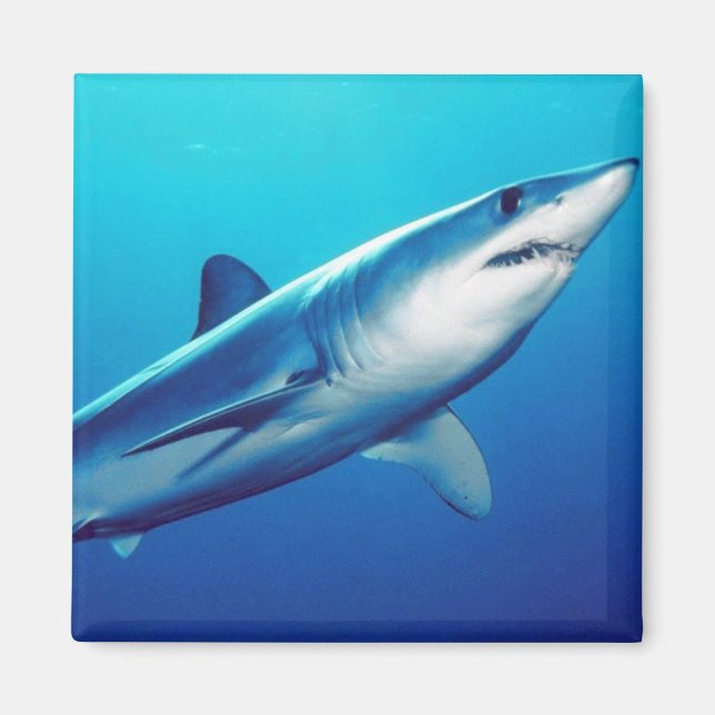 Shortfin Mako Shark Magnet (Vorne)