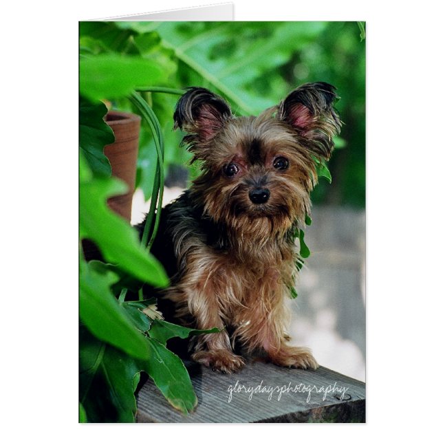 Shortie, Glorydaysphotographie (Vorne)