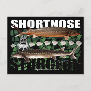 Shortnose Sturgeon Scutes PostCard Postkarte
